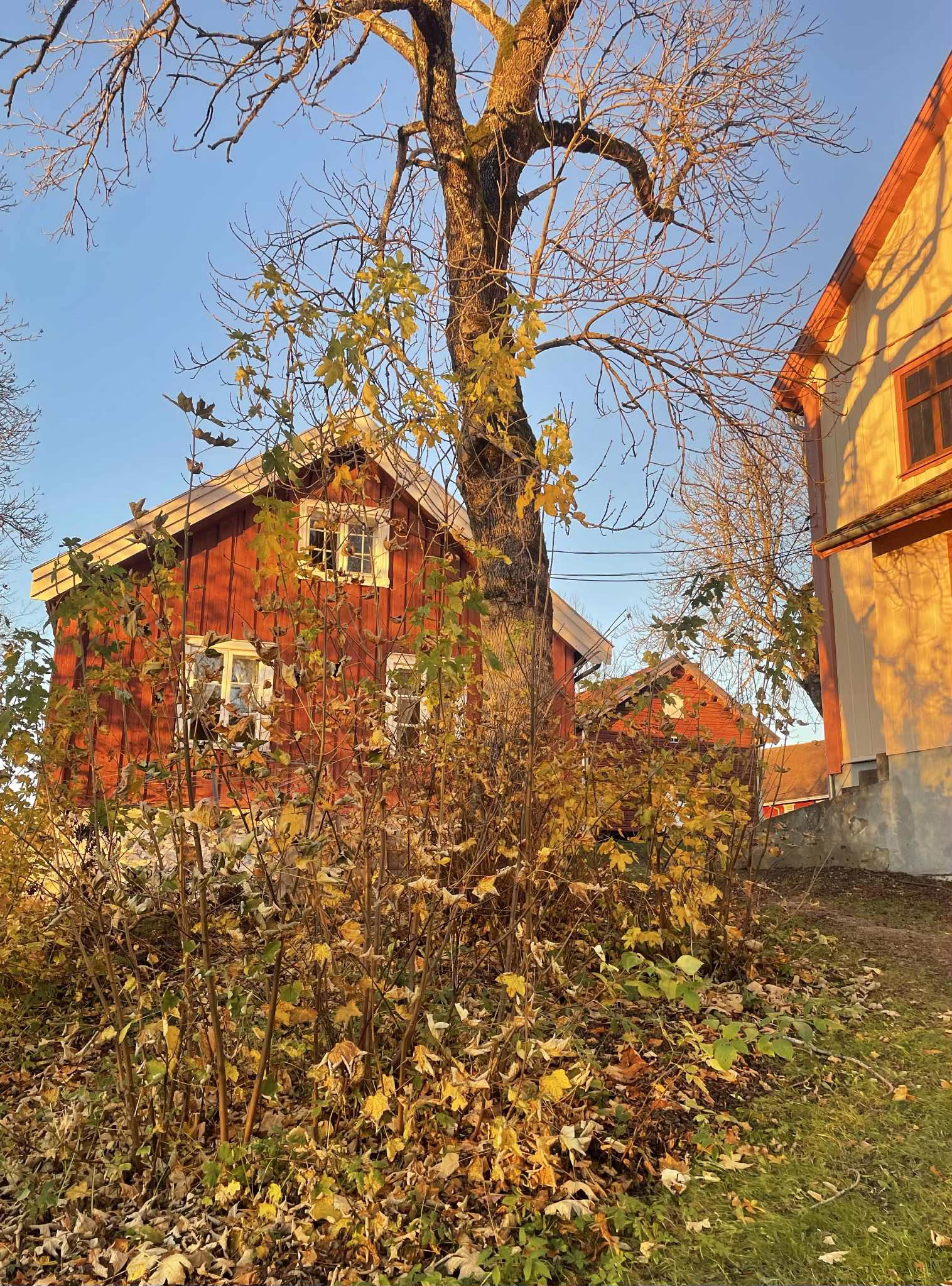Dugnad 7. oktober på Asker Prestegård